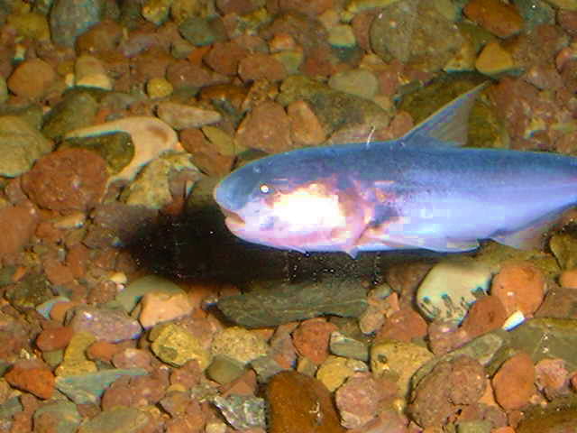 Cetopsis coecutiens Blue